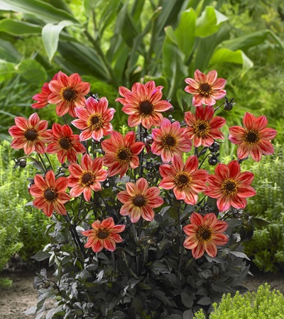 Dahlia Happy Days® Red Flame
